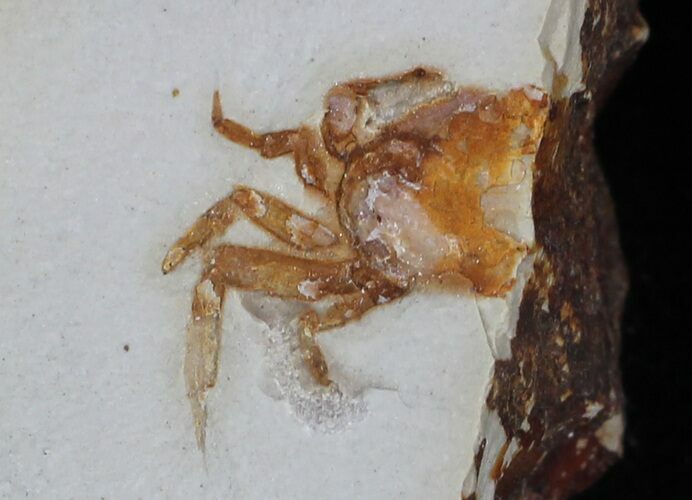 Fossil Pea Crab (Pinnixa) From California - Miocene #33088